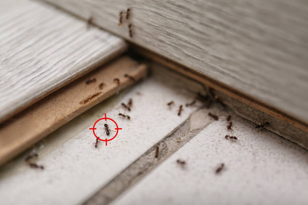 Best Spider Control Near Me  in Watertown, MN
