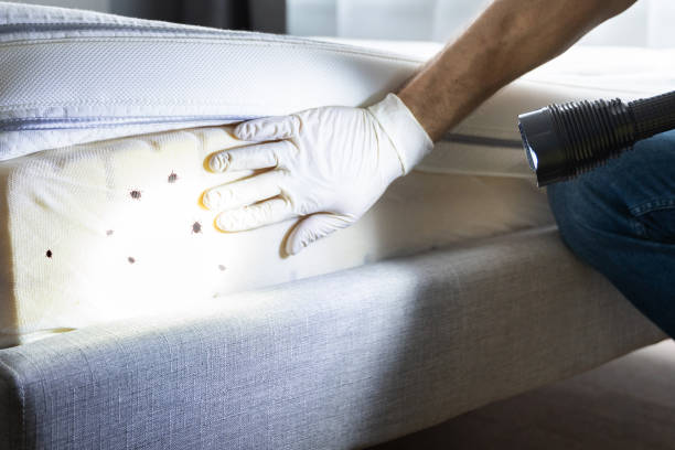 Best Flea Control Services  in Watertown, MN
