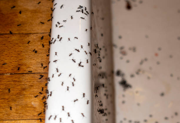 Best Pest Control Near Me in Watertown, MN